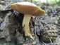 Szemcsésnyelű fenyőtinóru (Suillus granulatus), Budai-hegység. Szemcsék a tönk csúcsán (fiatalon sárga, később barnás)